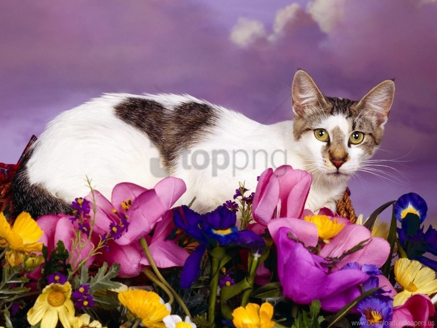 Cat Flowers Sit Spotted Wallpaper Background Best Stock Photos
