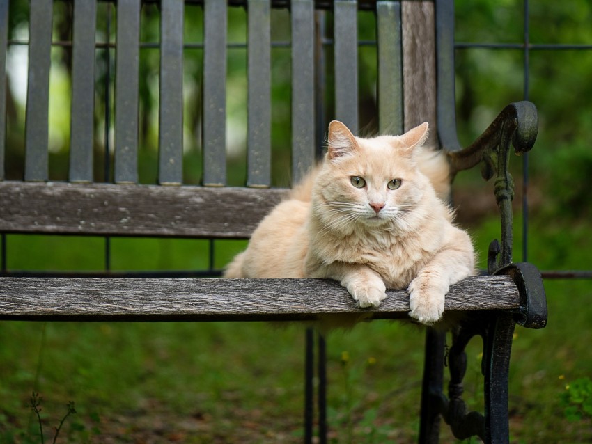 cat, fluffy, bench, pet, animal