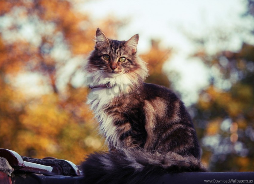 cat fluffy roof sit wallpaper background best stock photos - Image ID 158888