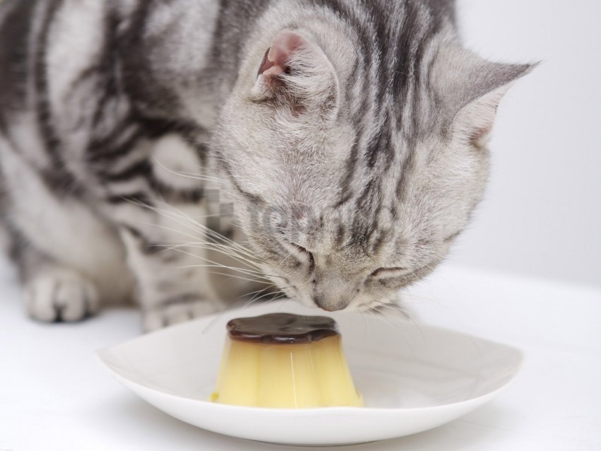 cat food muzzle wallpaper background best stock photos - Image ID 158195