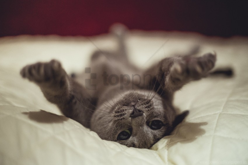 cat funny lying playful wallpaper background best stock photos - Image ID 147115