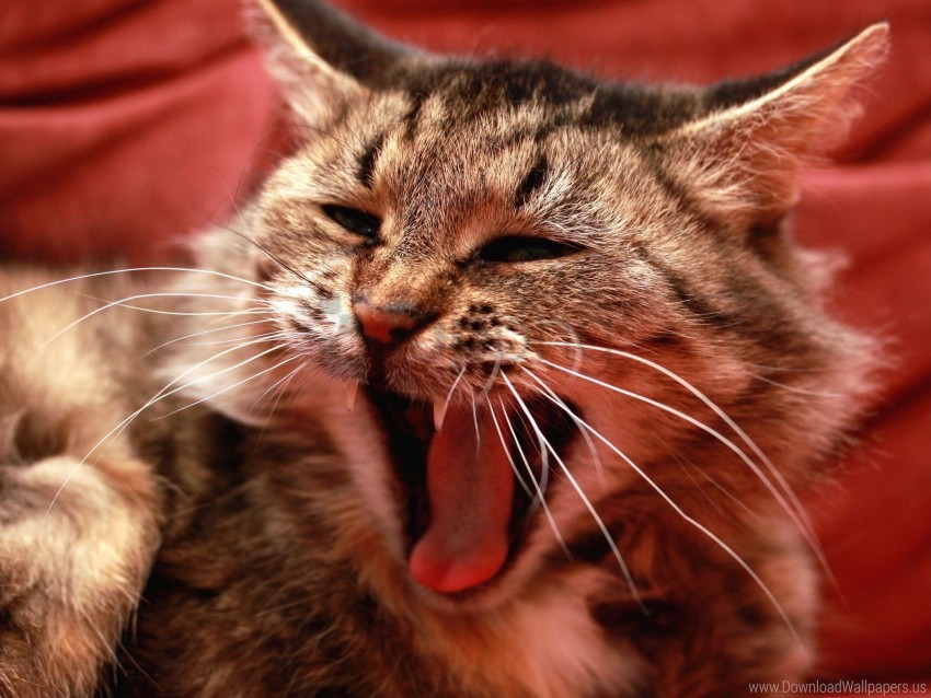 Cat Furry Meow Mouth Screaming Wallpaper Background Best Stock Photos