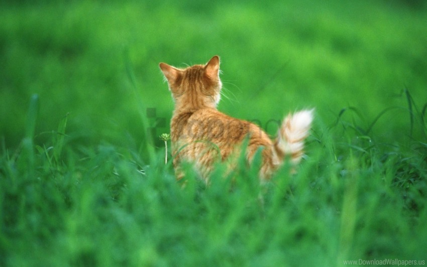 cat ginger grass tail wallpaper background best stock photos - Image ID 160509