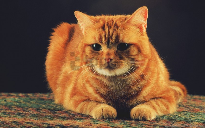 cat ginger sitting wallpaper background best stock photos - Image ID 151414