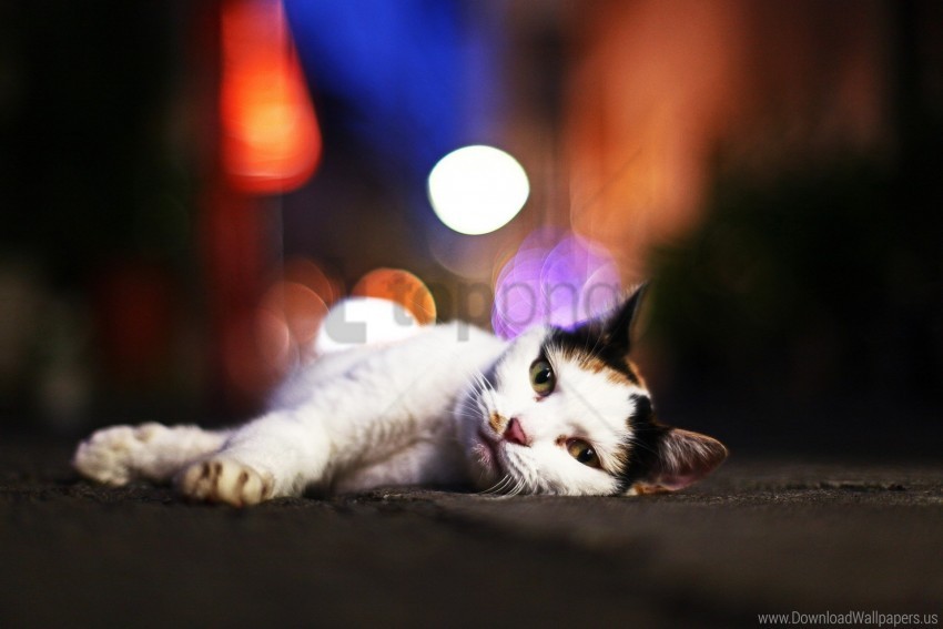 cat glare lying sleepy wallpaper background best stock photos - Image ID 160694