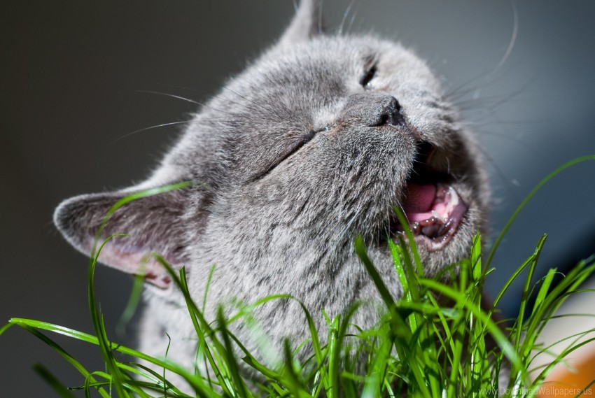 cat grass gray muzzle wallpaper background best stock photos - Image ID 148060
