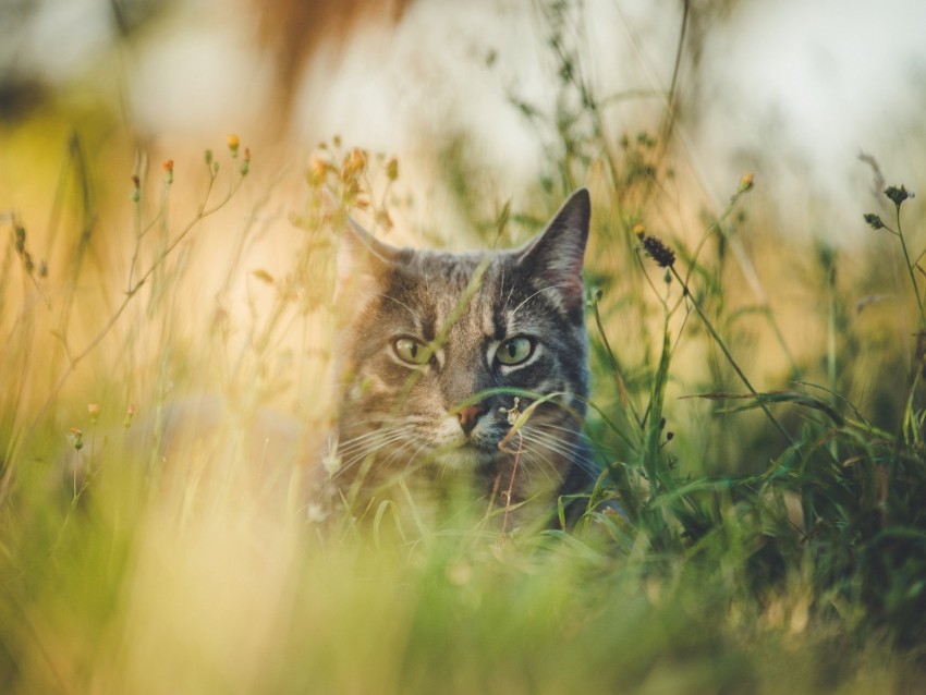 cat, grass, hide, pet, animal