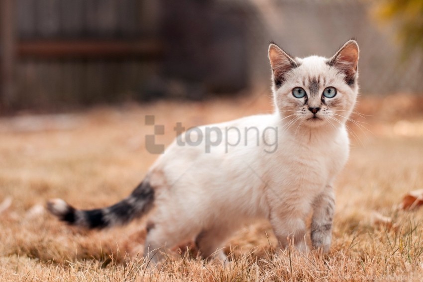 free PNG cat, grass, kitten, look, walk wallpaper background best stock photos PNG images transparent
