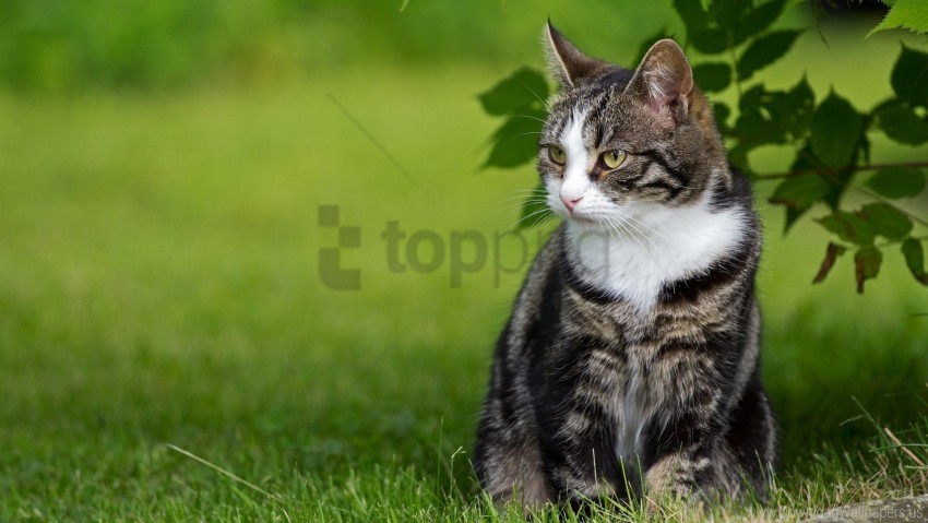free PNG cat, grass, leaves, sit wallpaper background best stock photos PNG images transparent