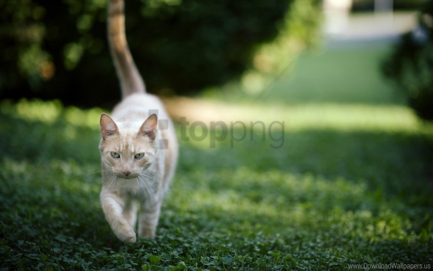 cat grass nature walk wallpaper background best stock photos - Image ID 160842