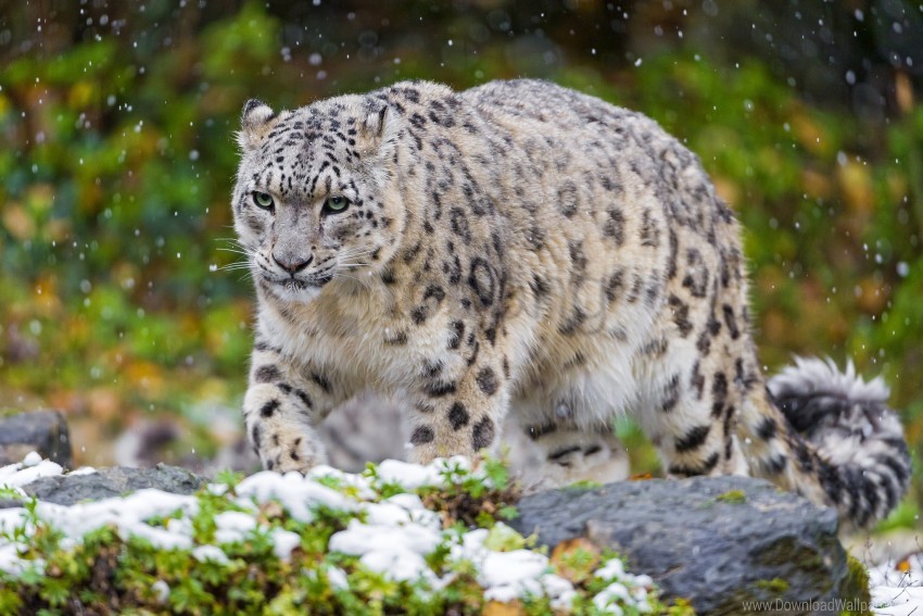 Cat Grass Predator Snow Snow Leopard Wallpaper Background Best Stock Photos