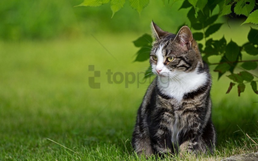 free PNG cat, grass, sit wallpaper background best stock photos PNG images transparent
