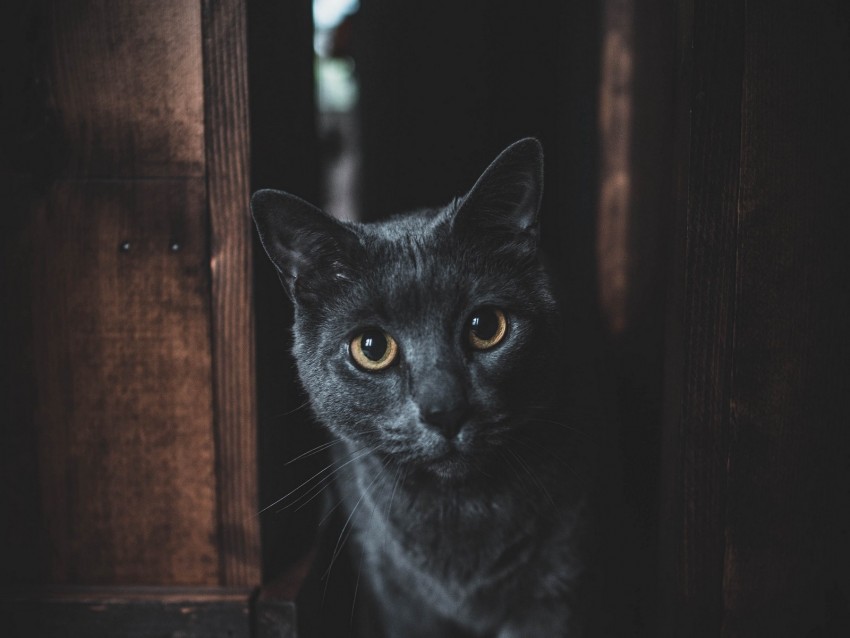 cat, gray, glance, pet, dark
