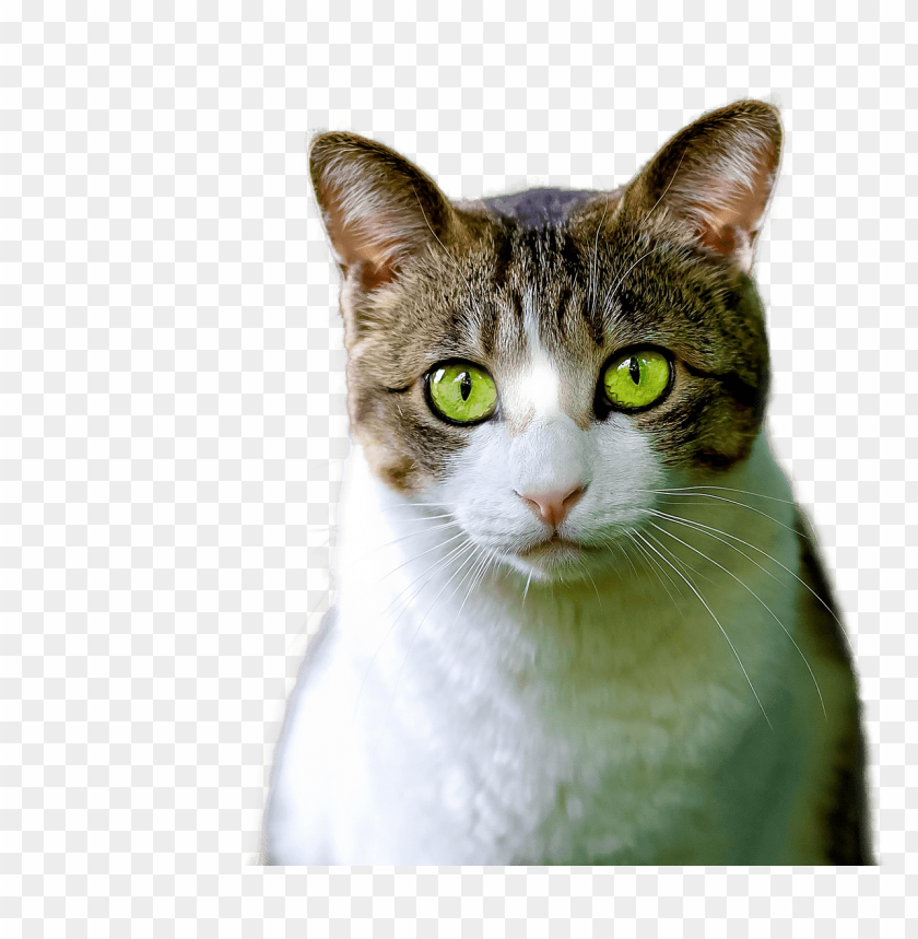 animals, cats, cat green eyes, 