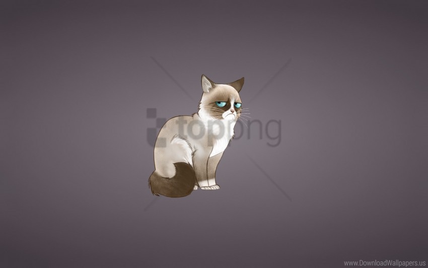 cat, grumpy cat, meme wallpaper background best stock photos@toppng.com