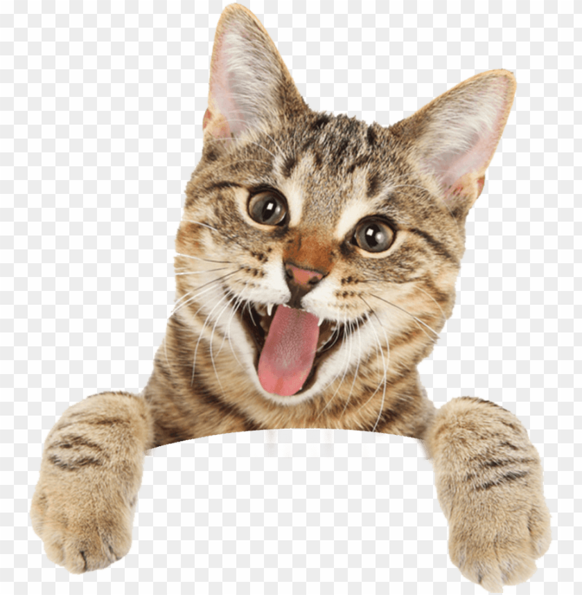 Cat Happy Cat Royalty Free Png Image With Transparent Background Toppng