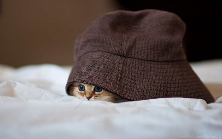 Cat Hat Hide Peep Wallpaper Background Best Stock Photos