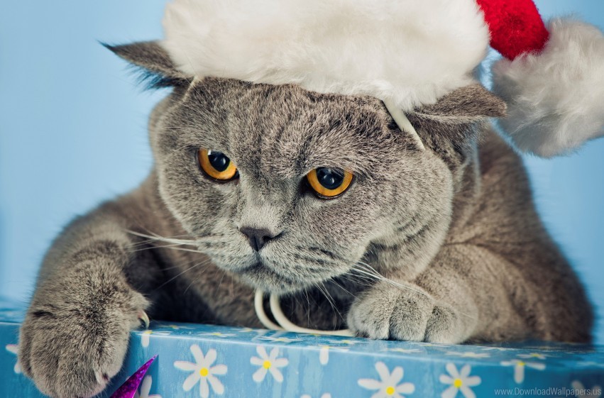 Cat Hat New Year Nice Wallpaper Background Best Stock Photos