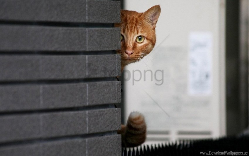 cat hide peek wall wallpaper background best stock photos - Image ID 160265