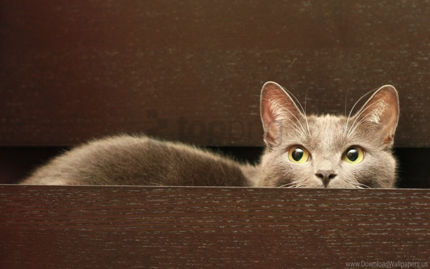 cat hide sit wallpaper background best stock photos - Image ID 158173
