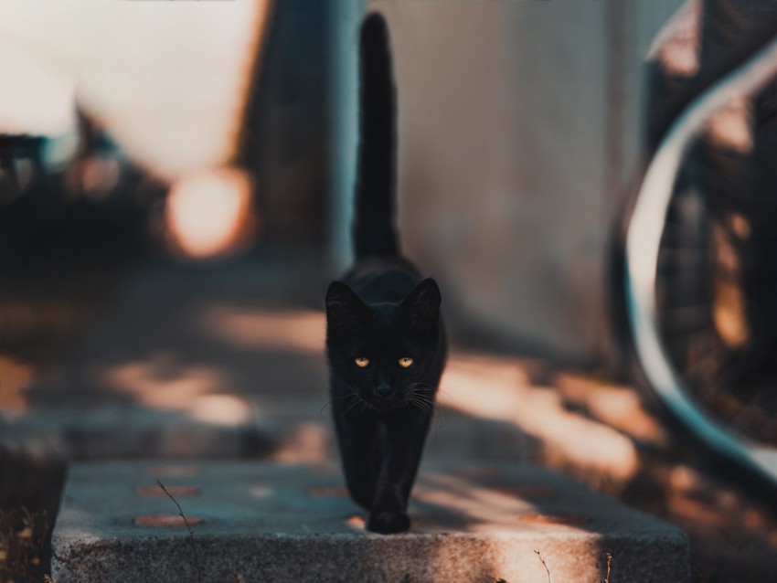 cat, kitten, black, walk