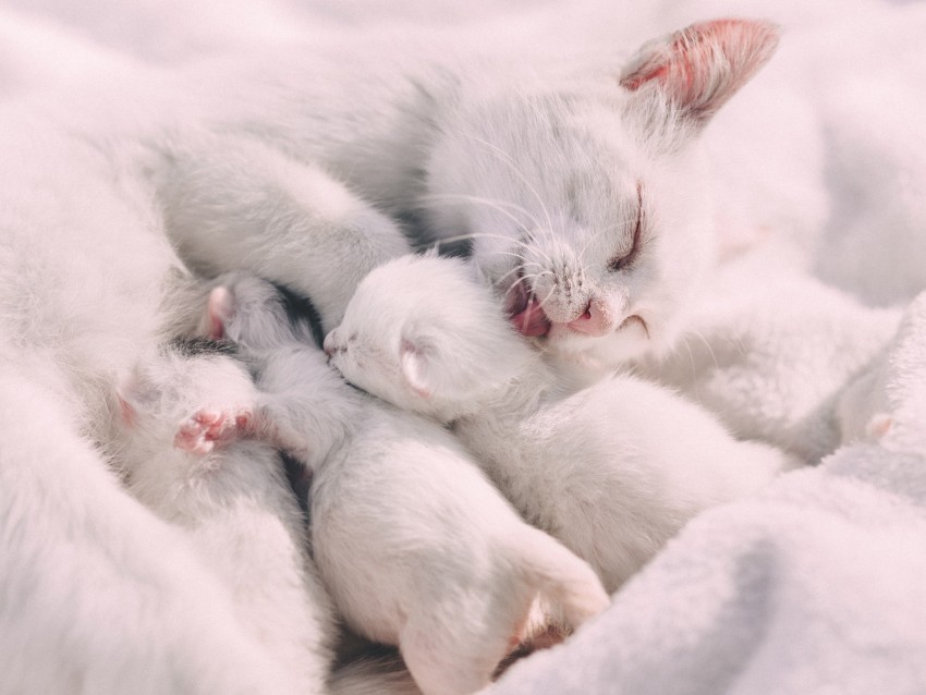 cat, kittens, family, care, tenderness