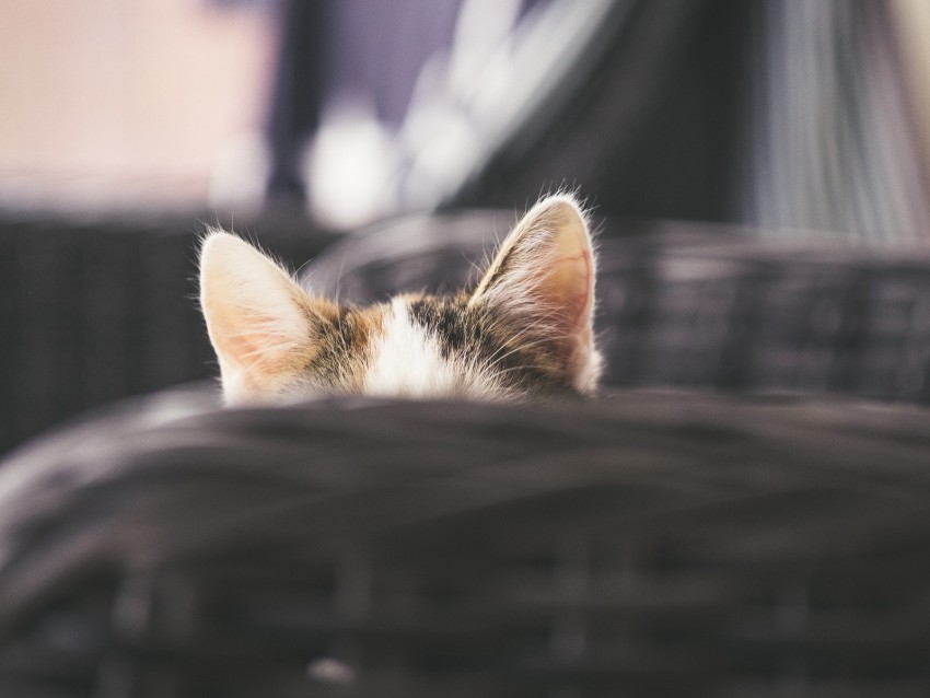 cat, kitty, ears, hide, peep