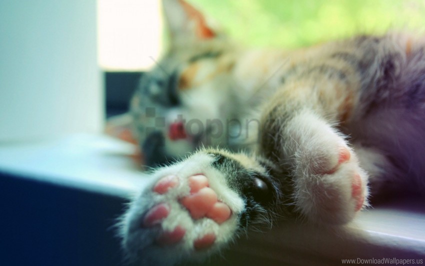 Cat Legs Macro Sleeping Window Sill Wallpaper Background Best Stock Photos