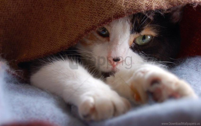 cat legs muzzle spotted wallpaper background best stock photos - Image ID 160785