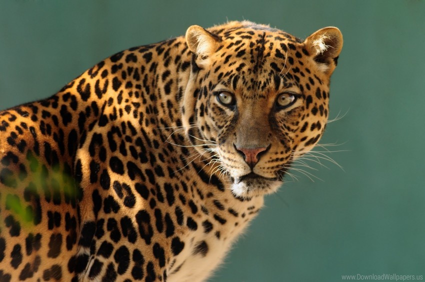 leopard, big cat, wildlife, nature, animal face, spotted fur, predator