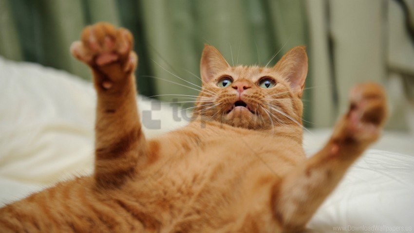 cat lie down movement paw play wallpaper background best stock photos - Image ID 160709