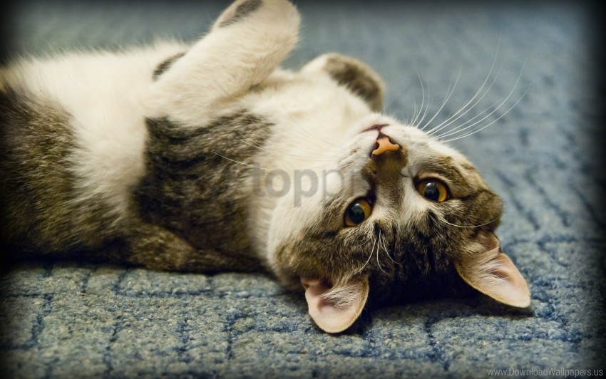 cat, lie, nice, play wallpaper background best stock photos@toppng.com