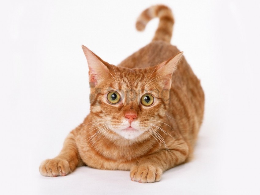 cat, orange tabby, domestic animal, pet, playful feline, cute kitty, whiskers