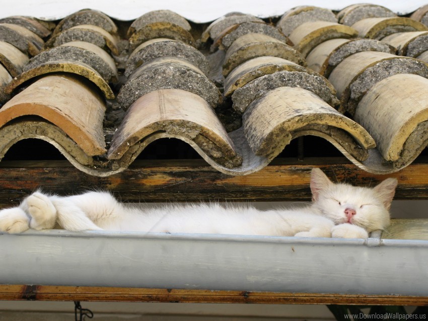 cat lie roof sleep wallpaper background best stock photos - Image ID 155245