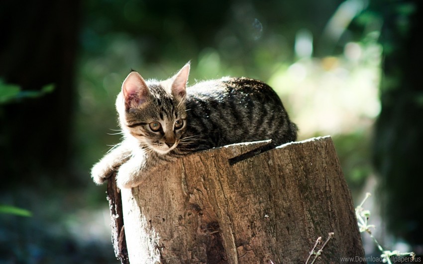 cat light lying tree stump wood wallpaper background best stock photos - Image ID 160790