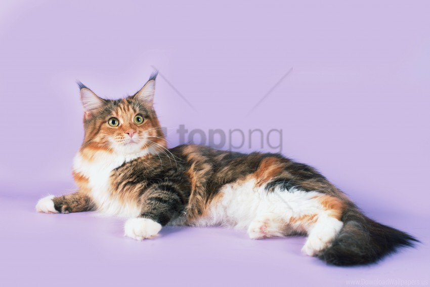 cat lying maine coon spotted wallpaper background best stock photos - Image ID 160832