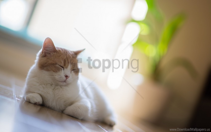 cat motion blur rest sleep wallpaper background best stock photos - Image ID 160542