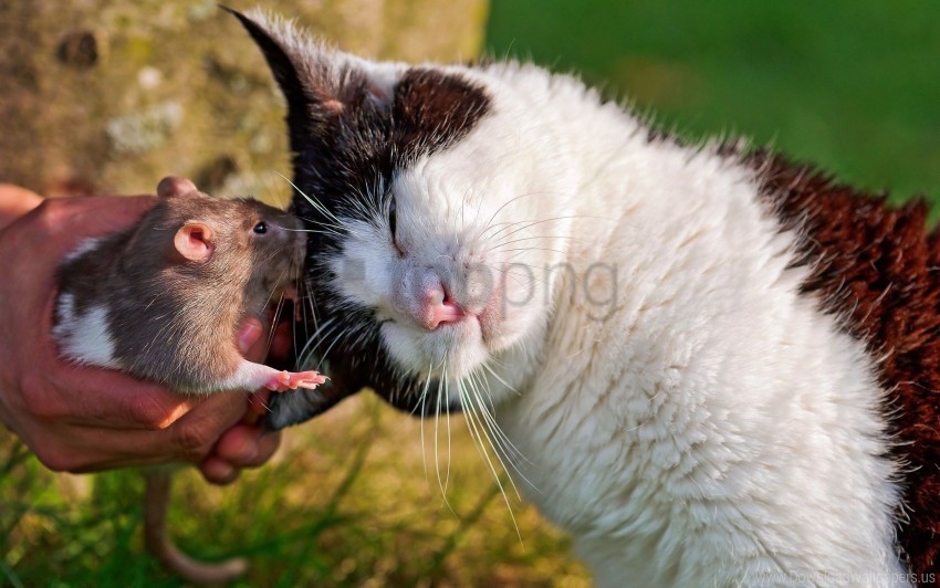 Cat Mottled Rat Soft Wallpaper Background Best Stock Photos