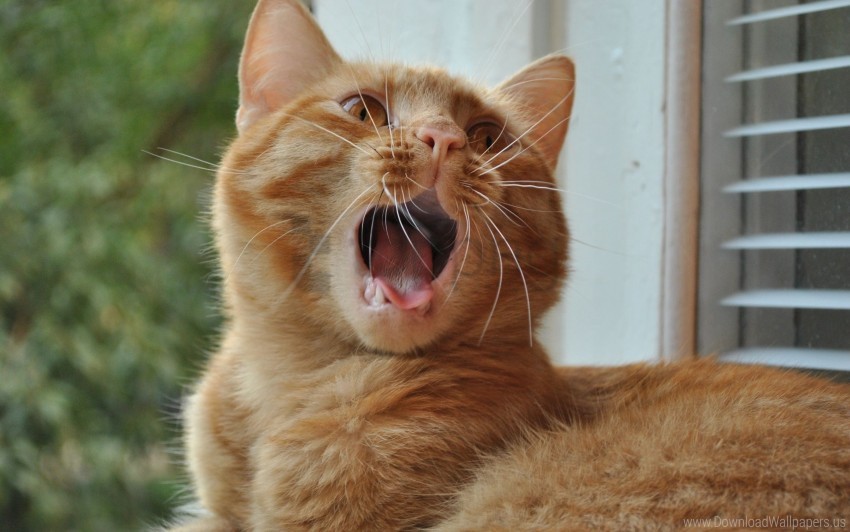 Cat Mouth Window Sill Yawning Wallpaper Background Best Stock Photos