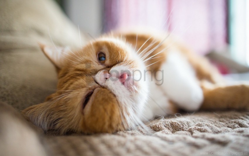 cat muzzle persian cat tongue wallpaper background best stock photos - Image ID 154371