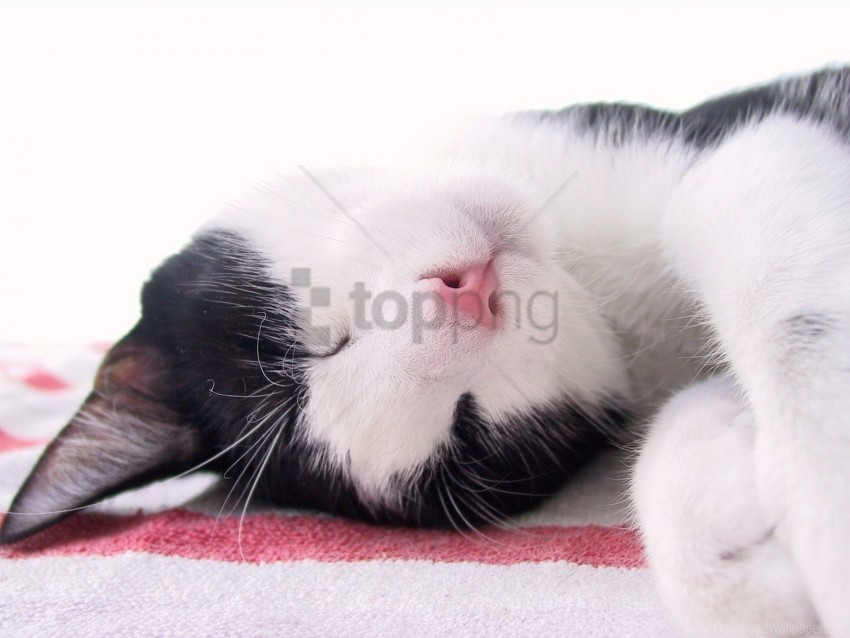 cat muzzle sleep spotted wallpaper background best stock photos - Image ID 155257