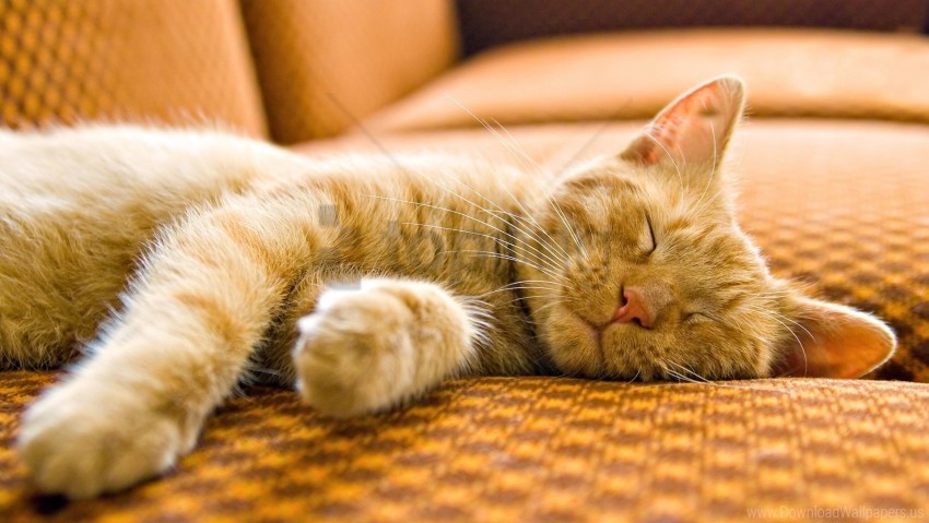 cat muzzle sleep striped wallpaper background best stock photos - Image ID 156260