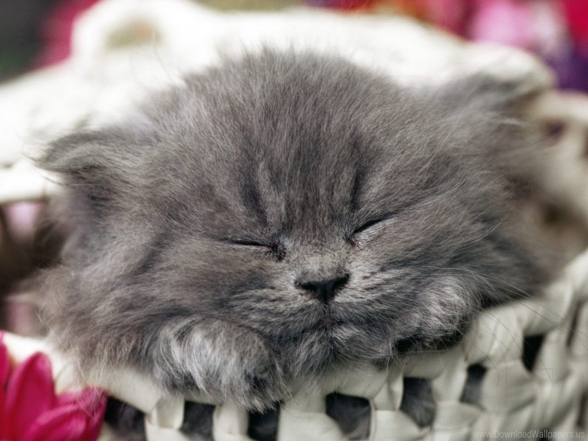 cat muzzle sleep wallpaper background best stock photos - Image ID 148258