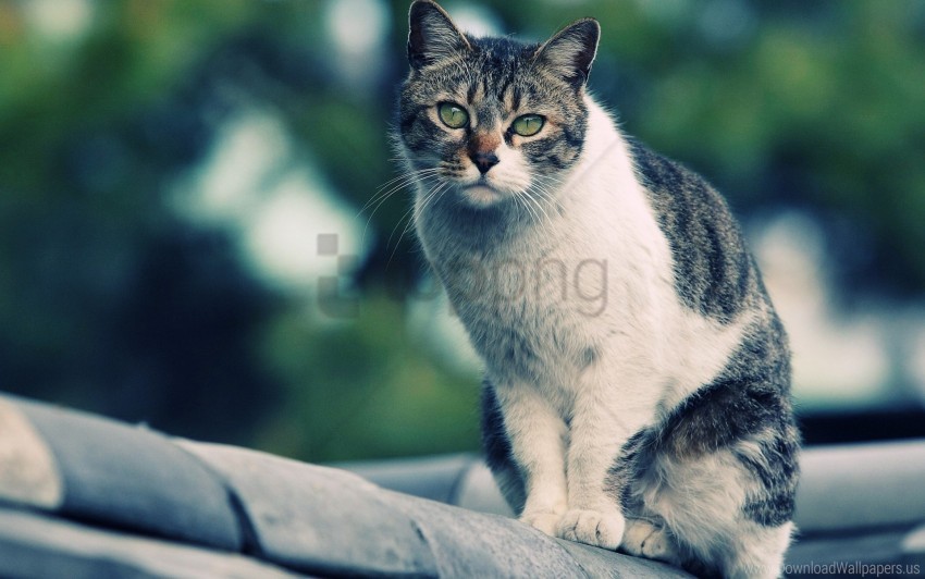 cat, nice, sit, spotted wallpaper background best stock photos@toppng.com