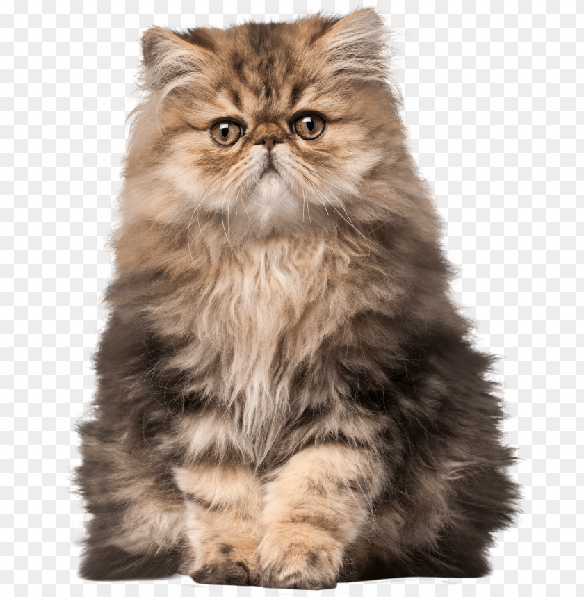 cat png clip art persian cat PNG transparent with Clear Background ID 193623