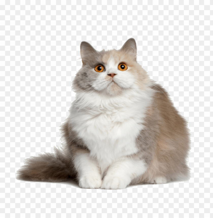 Download cat png file png images background | TOPpng