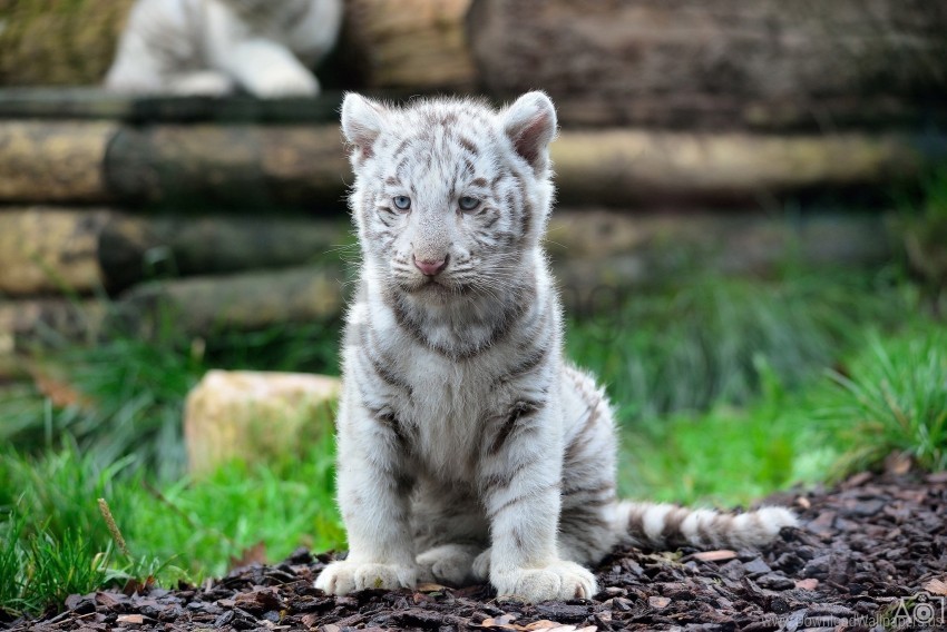 cat, predator, tiger, tiger cub, white tiger, wild cat wallpaper background best stock photos@toppng.com