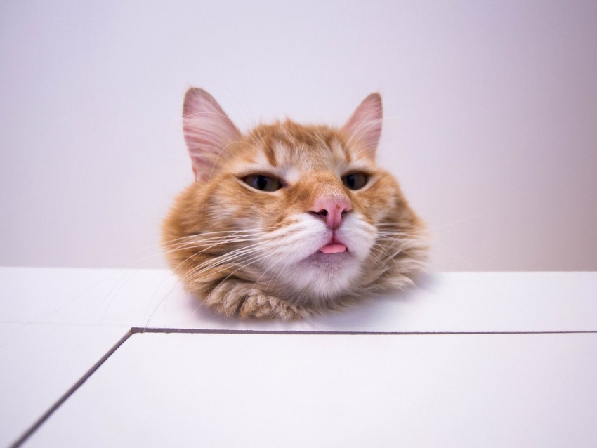 cat, protruding tongue, funny, furry, redhead