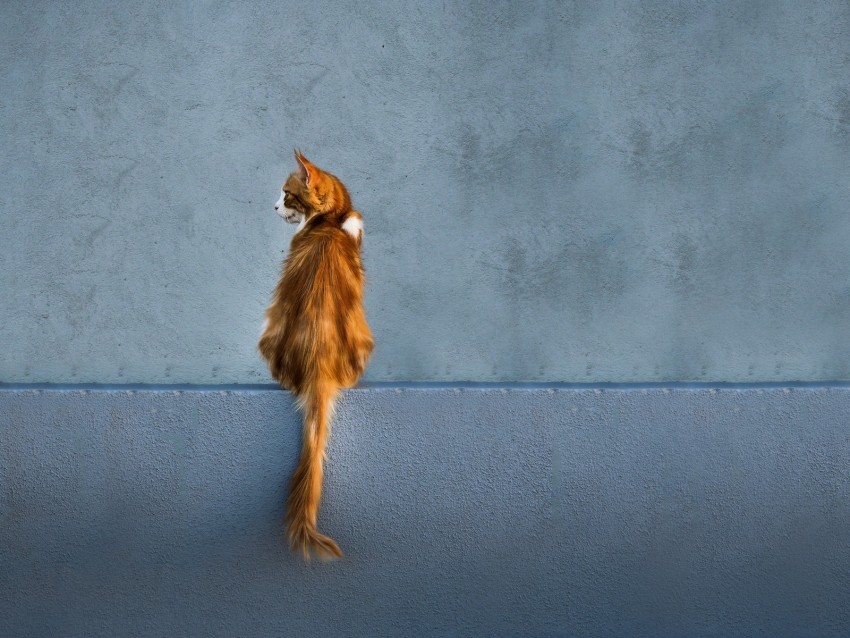 cat, red, wall, sitting, looks, back, tail
