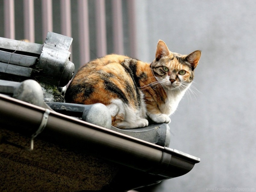 cat, roof, sit, spotted wallpaper background best stock photos@toppng.com